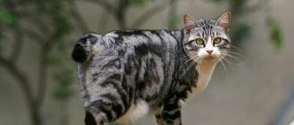 Как называется российская порода кошек короткохвостых?