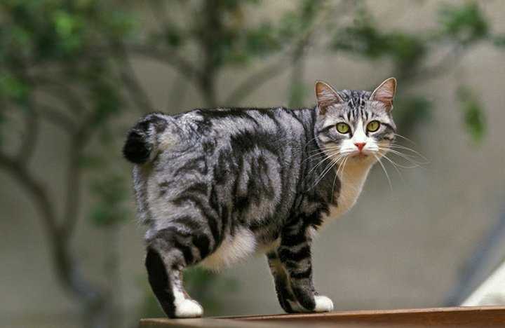 Как называется российская порода кошек короткохвостых?