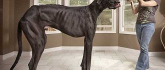 Как называется самая большая порода собак?