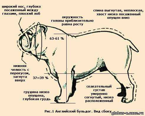 Как называется спина у собаки?