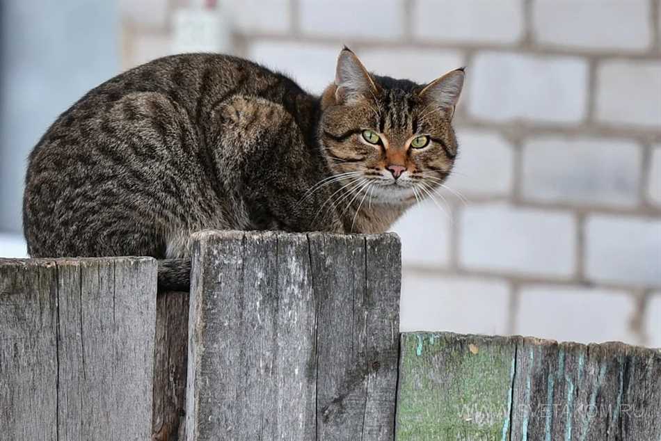 Что такое беспородные кошки?