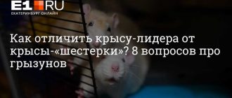 Как называют крысы которые убивают других крыс?