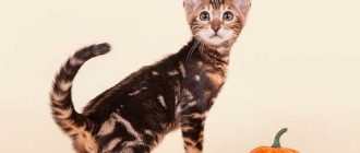 Как называются окрасы у бенгальских кошек?