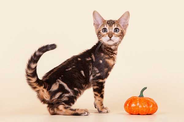 Как называются окрасы у бенгальских кошек?