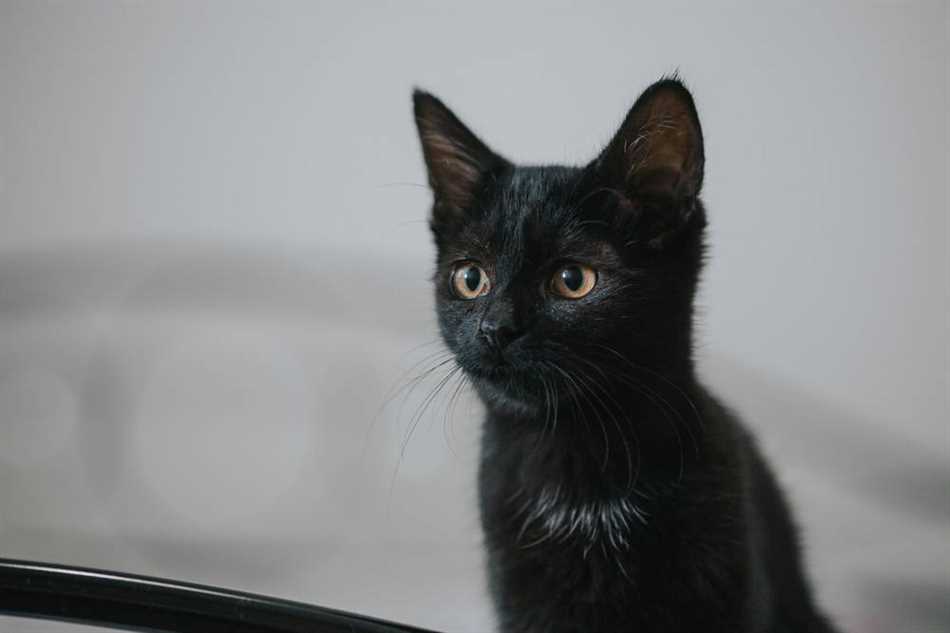 Как выбрать имя для чёрного котёнка мальчика?