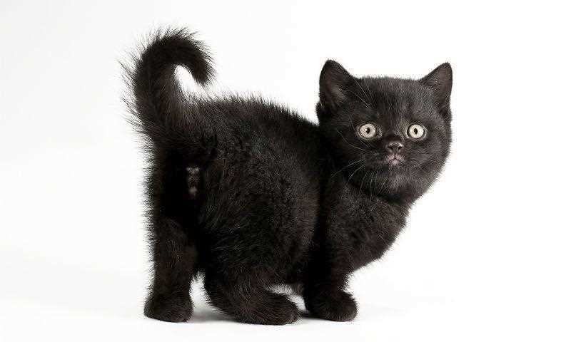 Как назвать чёрного котёнка мальчика по-русски оригинально и чтоб поинес счастье?