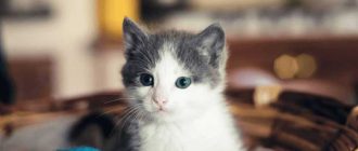 Как назвать кота котенка интересным именем полосатова?