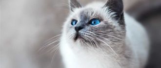 Как назвать котёнка мальчика серого полосатого шотландца?