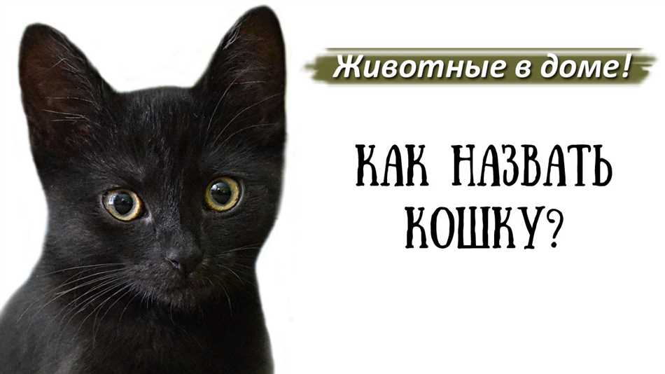 Уникальные русские имена для рыжего котенка мальчика