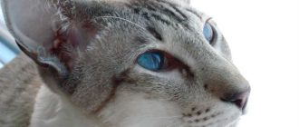 Как назвать сиамскую кошечку с голубыми глазами?