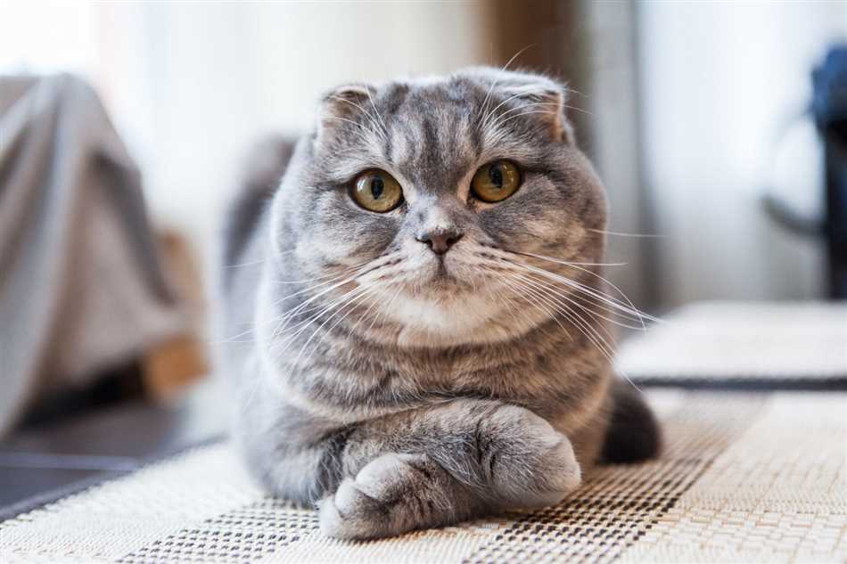 Как назвать вислоухую кошку серого цвета?