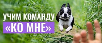 Как научить собаку приходить по команде ко мне: эффективные методы и советы