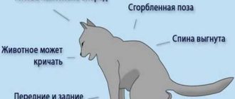 Как определить что кот умер?