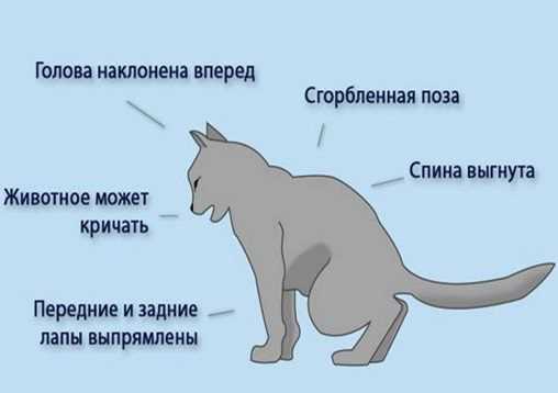 Как определить что кот умер?