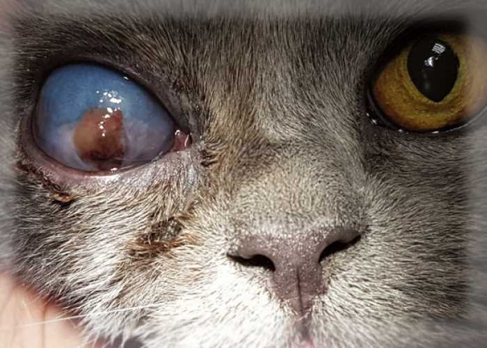 Как провести первичный осмотр глаз у кота