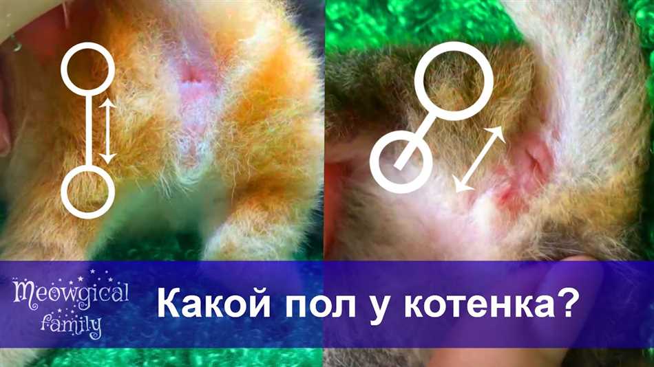 Как определить кота от кошки при рождении?