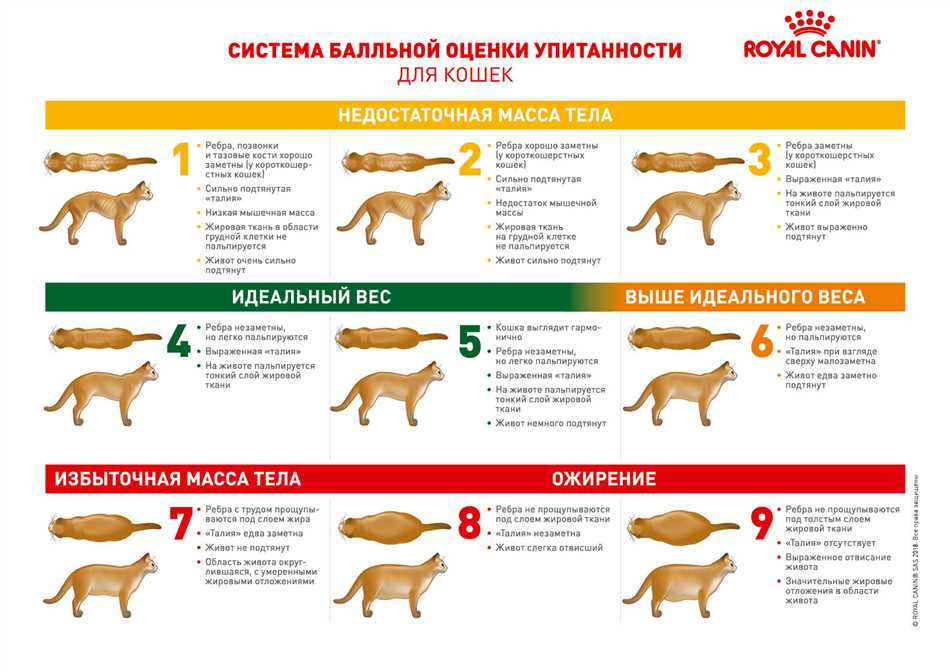 Как определить упитанность собаки?