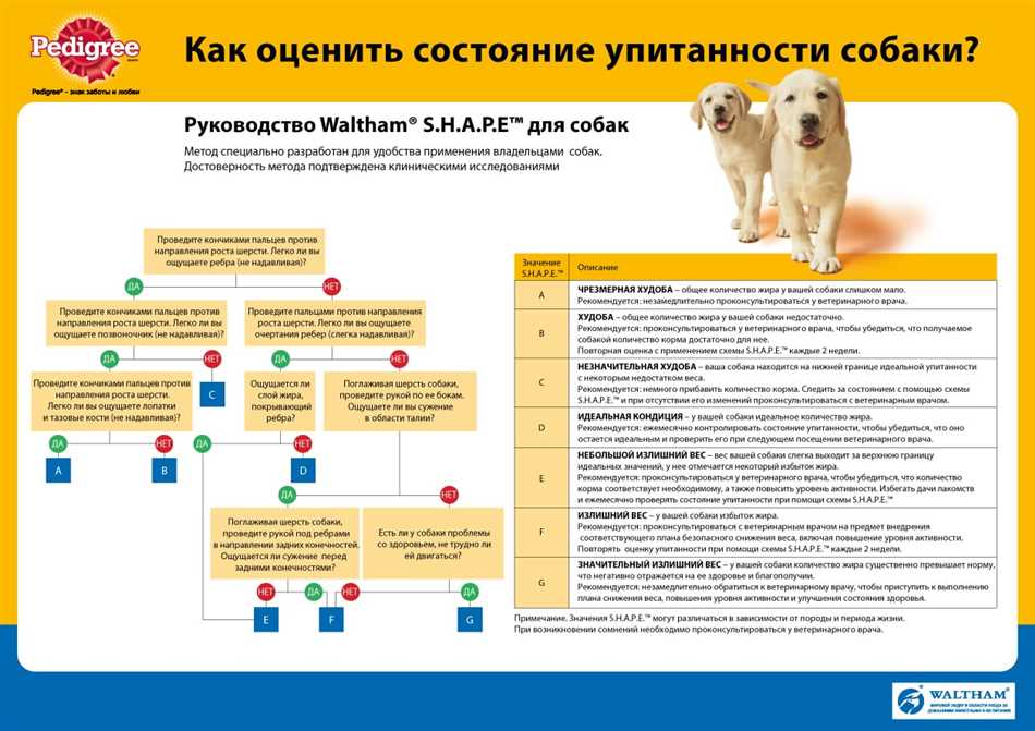 Как определить вес собаки?