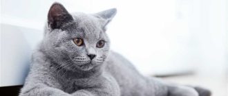 Как отличить чистокровного шотландского котенка вислоухого?