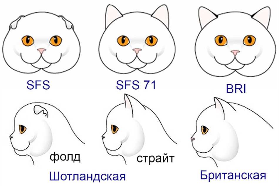 Как отличить шотландского котенка от британского?