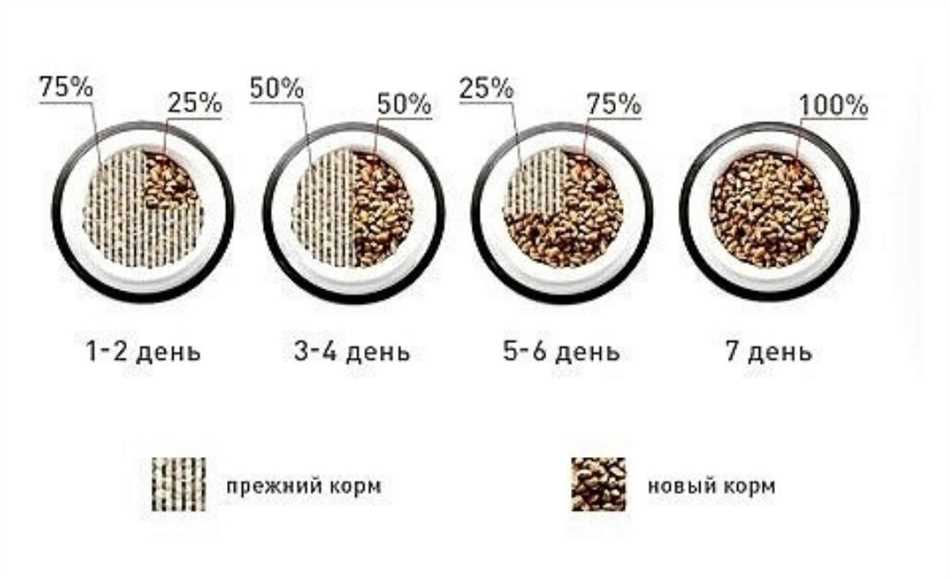 Как перевести щенка на двухразовое питание?