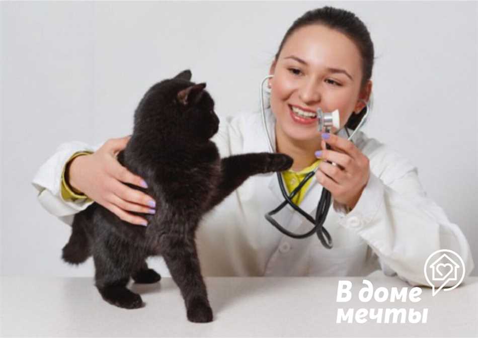 Как подготовить кота к поездке к ветеринару?