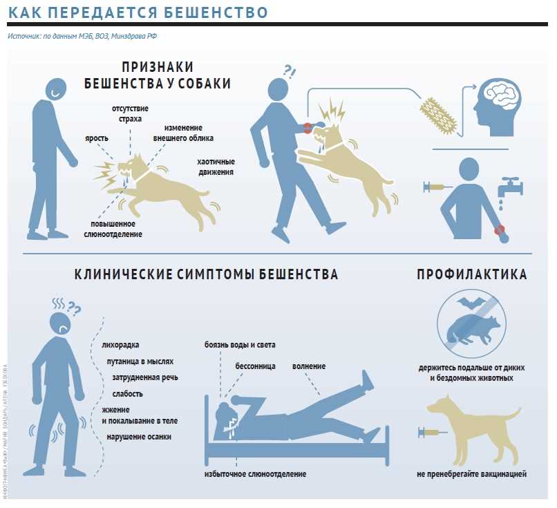 Внешние признаки бешенства у собак