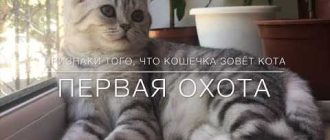 Как понять что кошка гуляется?