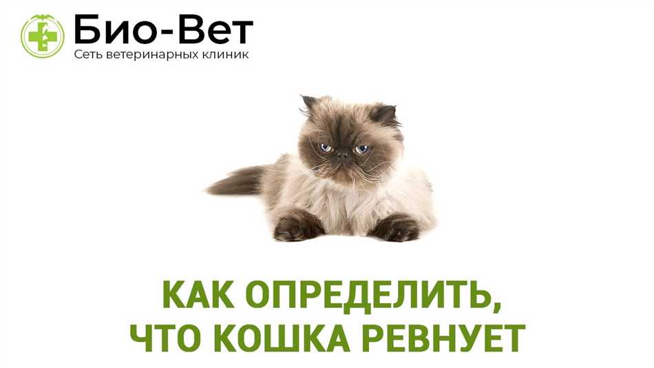 Как понять что кошка ревнует?