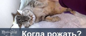 Как понять что кошка скоро родит признаки?