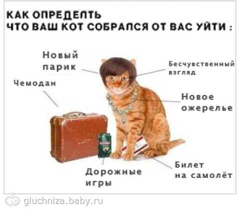 Как понять что кот загулял признаки?