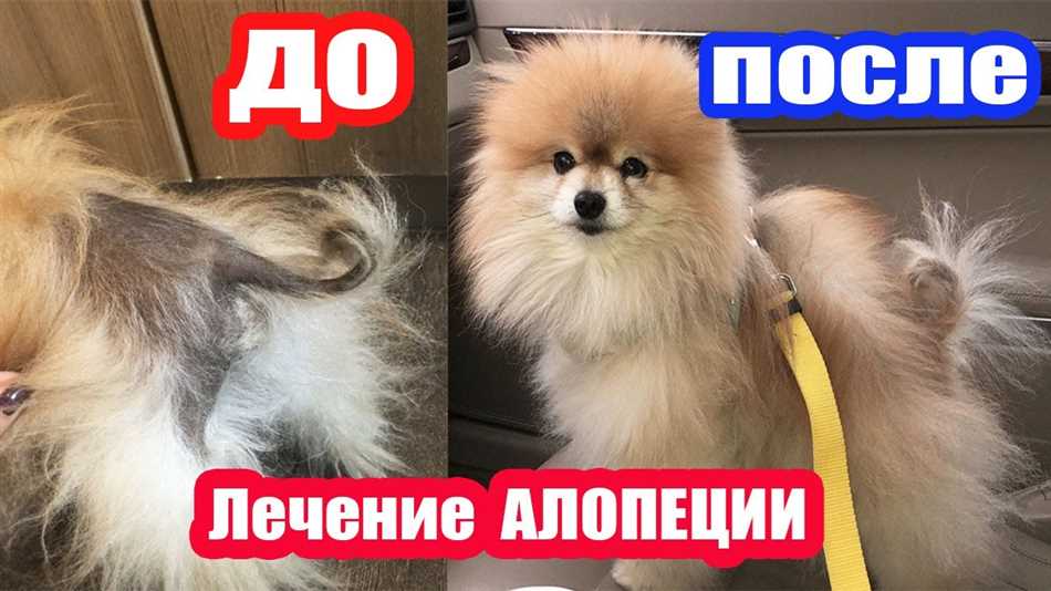 Как понять, что шпиц астматик?