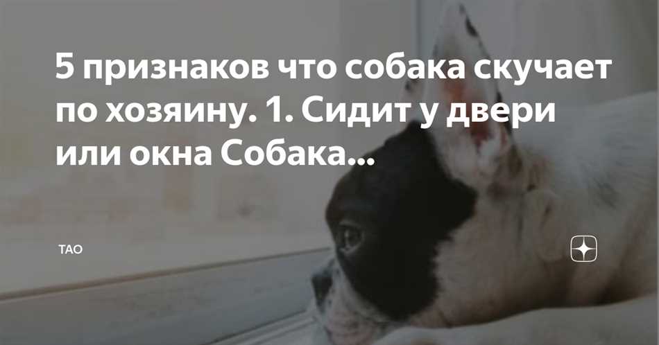 Как понять, что собака скучает по хозяину?