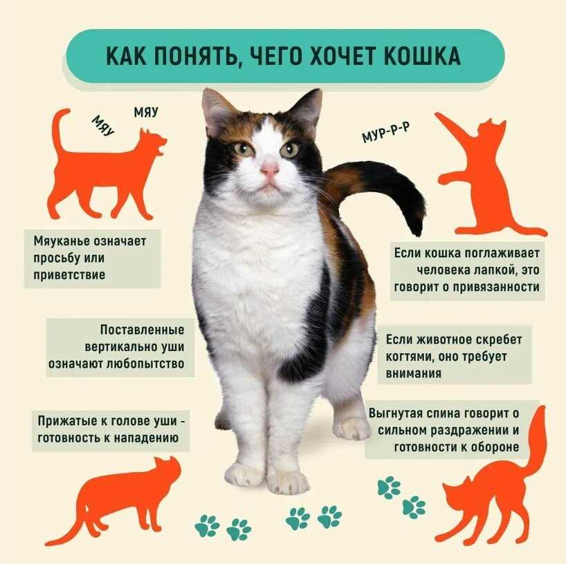 Посмотрите на поведение кошки