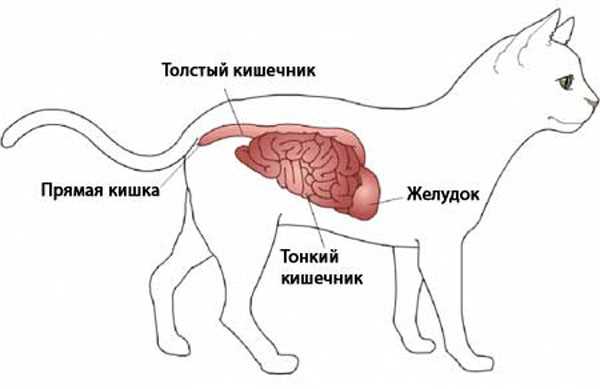 Изменения в поведении кота