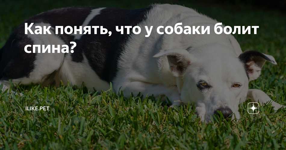 Как понять что у собаки болит спина?