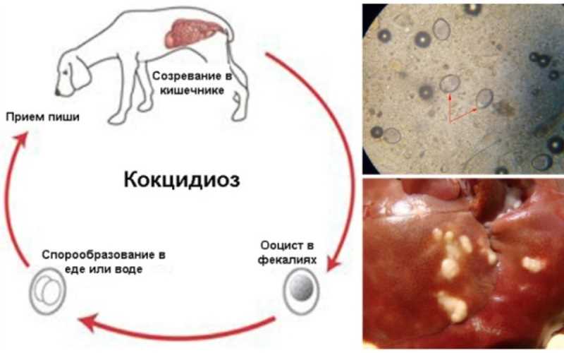 Как понять что у собаки простейшие?