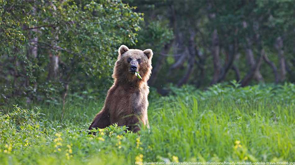 Признаки присутствия медведя