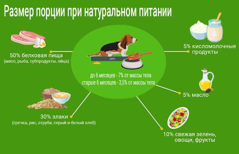 Как определить дневную норму пищи для собаки