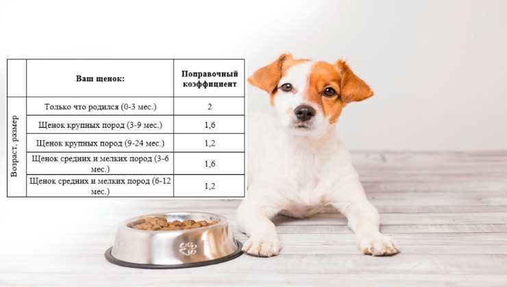 Как посчитать сколько нужно корма для собаки в день в граммах?