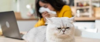 Как появляется аллергия на кошек?
