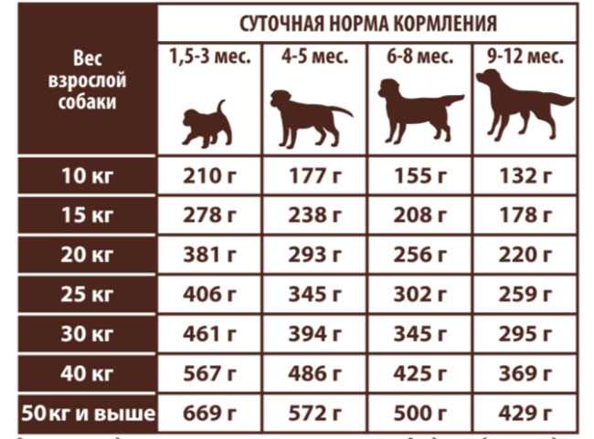 Как правильно кормить собаку сухим кормом и натуралкой?