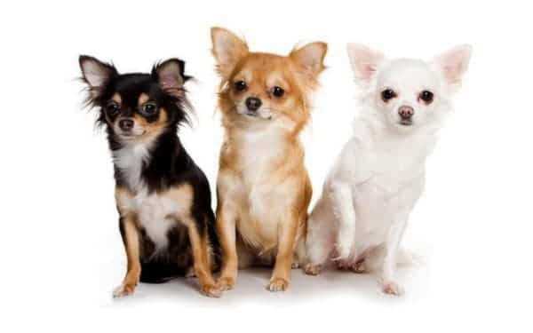 Как правильно называется порода собак чихуа?