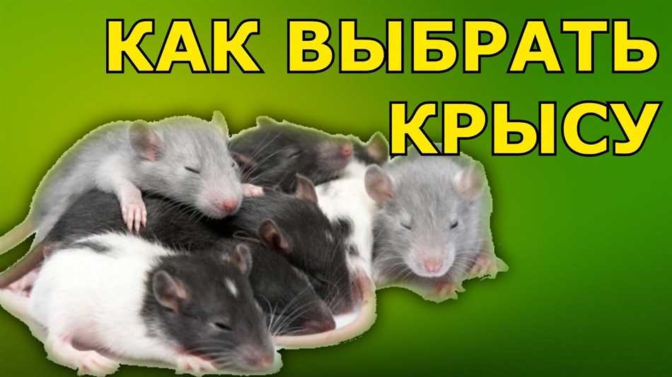 Удивительные качества крыс