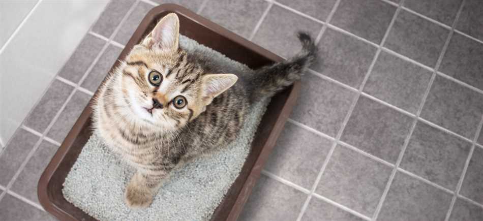 Как приучить кошку к лотку с помощью кошачьей мяты?