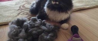 Как приучить кошку к вычесыванию шерсти взрослую?
