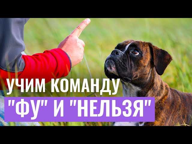 Как приучить щенка команде 