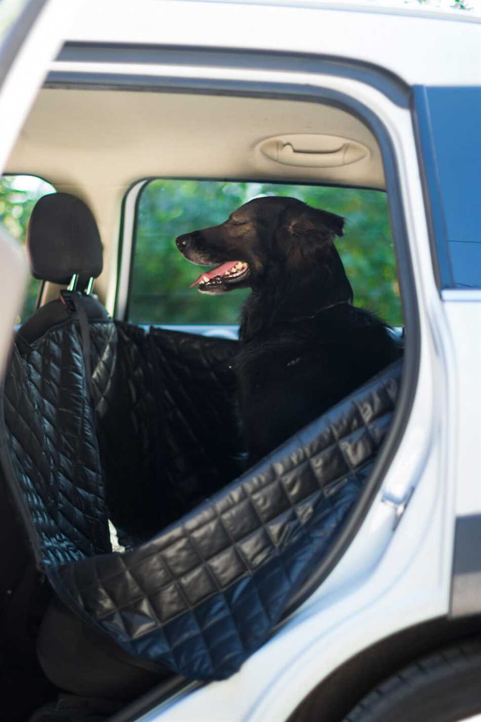 Подготовка собаки к поездке в автомобиле