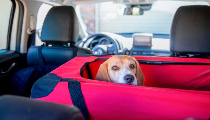Как приучить собаку ездить в машине?