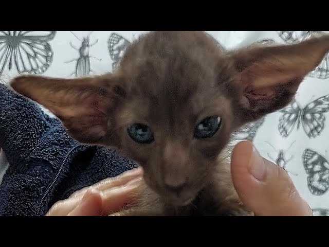Звуки и жесты: как кошки передают информацию